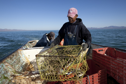La pesca de la jaiaba con trampas en el golfo de California en 2011.  COBI