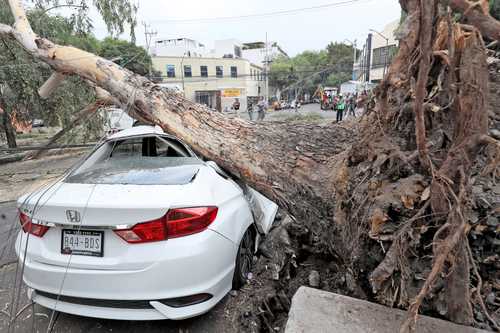 El fuerte viento tiró un árbol en el cruce de Doctor Lucio y Doctor Martínez del Río, en la colonia Doctores.