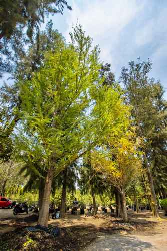 Proveniente de Montemorelos, Nuevo León, llegó ayer el ahuehuete que sustituirá a la palma canaria en el Paseo de la Reforma. El ejemplar y otros 123 fueron donados por Viveros Regionales y Los Encinos. Mide 12 metros de altura, tiene 20 años de edad y será plantado el 5 de junio.