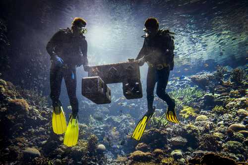 Labores de restauración de ecosistemas coralinos moribundos utilizando material biodegradable en un acuario de Arnhem, Países Bajos.