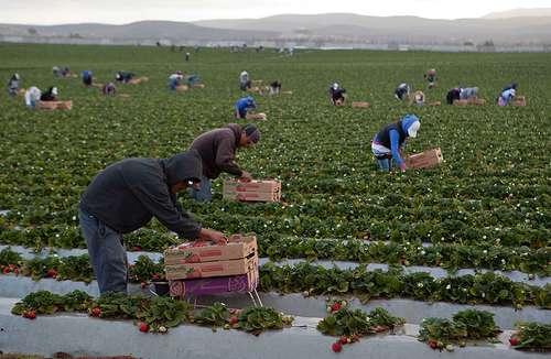 Imagen de archivo de la cosecha de fresas en el Valle de San Quintín en Baja California.