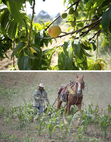  Los pobladores de Santa Ana Tlacotenco también comercian y consumen duraznos y manzanas de los árboles que han cuidado durante décadas. Para aflojar la tierra (barbechar) utilizan una yunta de caballos con la finalidad de realizar la resiembra de los terrenos, en la que cada año dependen de las lluvias de temporal. Foto Cristina Rodríguez