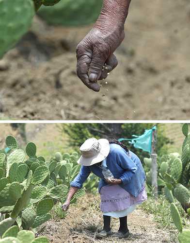  En los próximos cuatro meses empezarán las cosechas de maíz rojo, blanco y azul de Milpa Alta, además de hortalizas como el cilantro. Foto Cristina Rodríguez