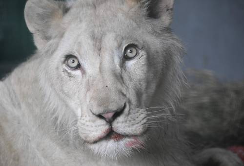 Un león blanco africano reposa luego de haber sido trasladado, junto con otros tres ejemplares, de República Checa al zoológico de Caricuao, en Caracas.