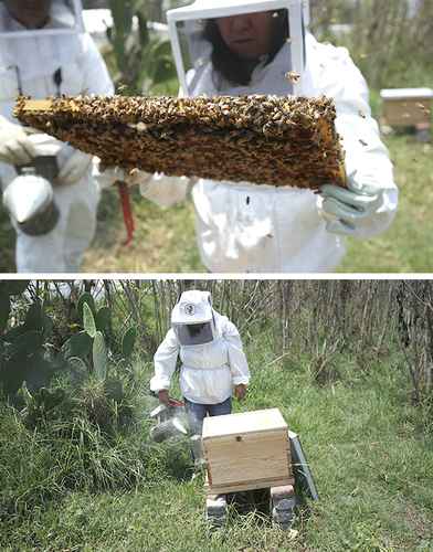  Con paciencia y dedicación, el cuidado de las abejas se hace en una chinampa solitaria y alejada a la que se llega tras recorrer varios canales de la zona. Foto Cristina Rodríguez