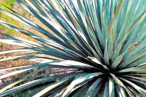 El gobierno y la Universidad Antonio Narro firmarán convenio para aprovechar la semilla de la planta.