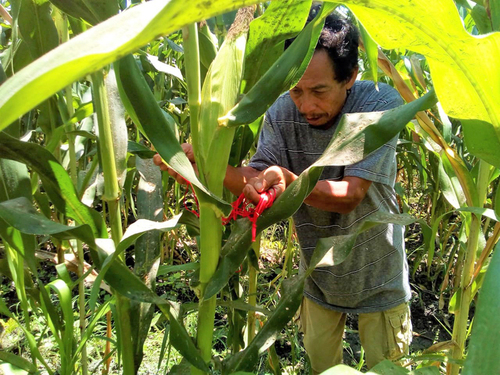 Práctica de selección de maíz nativo en Atoyac de Álvarez, Costa Grande.  Marcos Cortez
