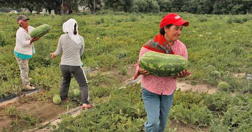 Igualan ingresos de mexicanas en EU a 20% del PIB nacional: estudio