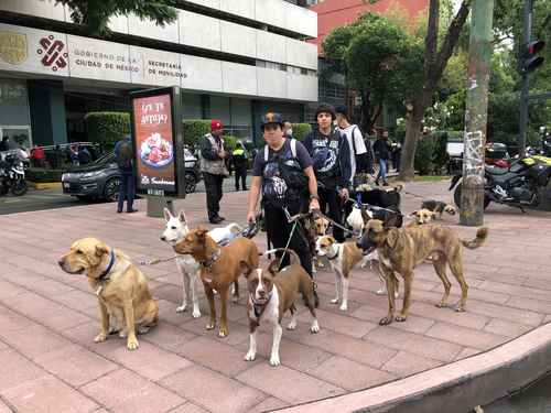 Paseadores de perros atraviesan la avenida Álvaro Obregón. Esta práctica evita que las mascotas se estresen al estar mucho tiempo encerradas en su hogares.