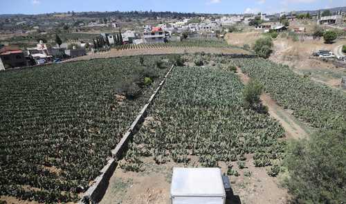 Datos de la OCDE señalan que los apoyos al campo se duplicaron , pero no se disparó su productividad. Siembra de nopal en la Alcaldía Milpa Alta.