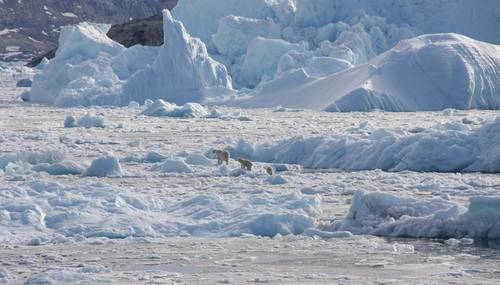 Los animales usan hielo fresco como plataforma para cazar focas durante todo el año.