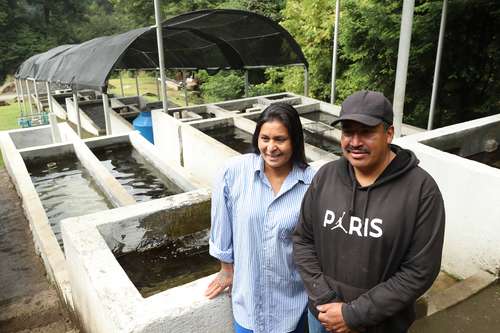  Heriberto Sánchez y su esposa Olga Lidia González muestran a La Jornada su producto y los procesos en los estanques, los cuales requieren a diario una limpieza y cuidados extremos. Foto María Luisa Severiano