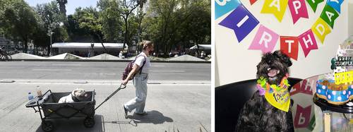  Dos de los negocios ligados a la industria de las mascotas son el de los paseos y las fiestas de cumpleaños, que incluyen pastel, pelotas y gorritos. Foto Luis Castillo y Sandra Hernández