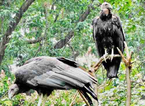 Considerada una especie extinta en 2019, el zoológico de Chapultepec logró que el cóndor de California se reprodujera en cautiverio, por lo que cuatro ejemplares serán enviados hoy a la sierra de San Pedro Mártir, Baja California, para iniciar su proceso de adaptación e introducirlos a la vida silvestre, informó la Secretaría de Medio Ambiente.