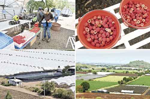  Agricultores descargan frambuesas en huacales para su distribución en el poblado de San Isidro Mazatepec.