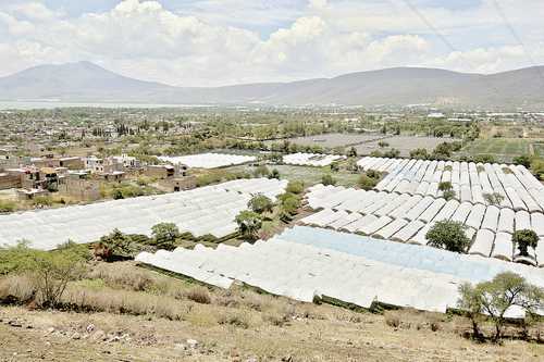  Vista panorámica de los invernaderos de las plantaciones que se localizan en el municipio jalisciense de Jocotepec. Foto Arturo Campos Cedillo