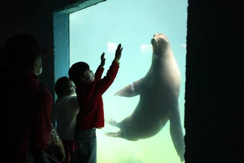 Un saludo en el estanque de la focas del Zoológico de Chapultepec.