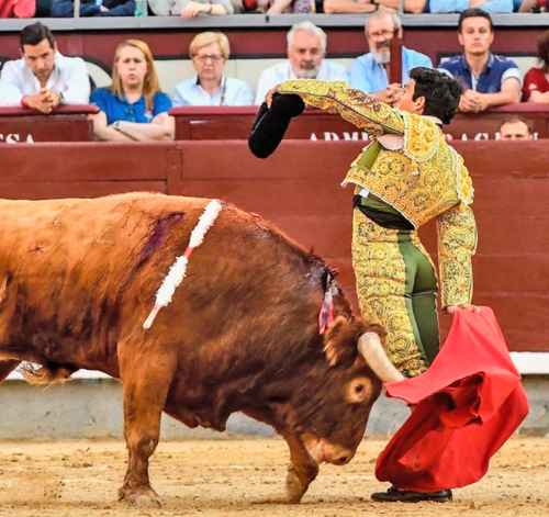El moreliano Isaac Fonseca, triunfador en los principales cosos de España, en cuanto reciba la alternativa seguramente será incorporado al grupo especial y su arrojo reducido al toreo de salón con toro.