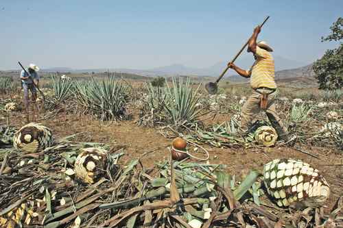 Jimadores trabajan en uno de los campos sembrados de agave azul en el municipio de Tequila, Jalisco; de acuerdo con la Cámara Nacional de la Industria Tequilera, el sector genera 90 mil empleos directos.