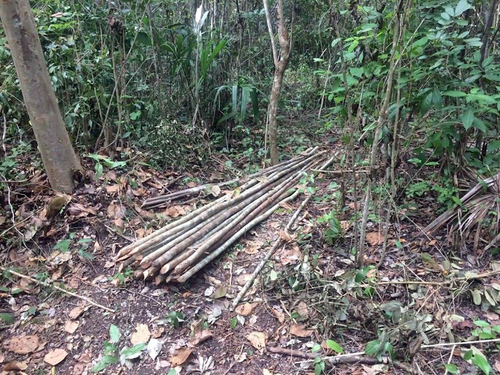 Madera de diámetro muy pequeño usada para la construcción de los techos de casas mayas y de palapas turísticas. Al extraer esta madera, se regula la densidad de árboles y se promueve la producción de madera de diámetros mayores. Ejido Chan Santa Cruz, Quintana Roo.  Francisco Chapela Mendoza