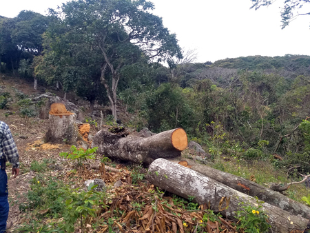 Aprovechamiento de madera resultado de la sustitución de huertas de mango por cultivos de limón. Municipio de Teocelo, Veracruz.  José Antonio Sierra Huelsz