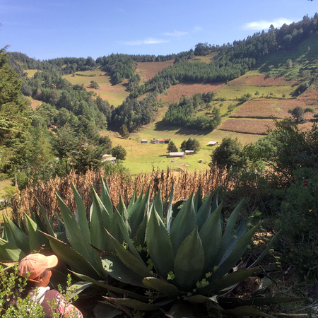 Paisaje agroforestal de la Sierra de Zongolica (Veracruz) donde coexisten parcelas agrícolas, ganaderas, fragmentos de bosque natural y pequeñas plantaciones con manejo intensivo.  Patricia Gerez Fernández