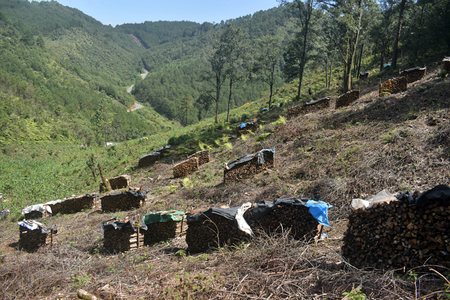 Leña cosechada para venta en la Sierra de Zongolica, Veracruz. El terreno será usado para la siembra de milpa y después de un par de años el bosque volverá a crecer.  José Antonio Sierra Huelsz