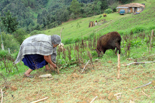 Pastoreando. Matilde García, artesana nahua de textiles de lana, pastoreando la variedad local de borrego para producción lanar Chokolatik, con el sistema de manejo Ilpitinemi o amarrado en la sierra de Zongolica, Veracruz.  Belinda Contreras Jaimes