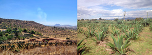 Sistemas productivos de maguey pulquero: Metepantles en Singuilucan, Hgo. (izq.) Foto: C.J. Figueredo-Urbina. Magueyera en Nanacamilpa, Tlax (der.)  G.D. Álvarez-Ríos