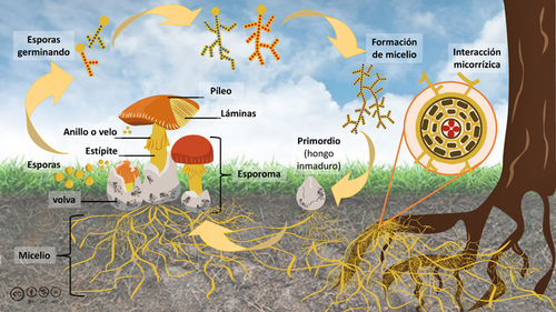 Ciclo de vida y asociación micorrízica. Elaboración:  M. Escutia, A. Soto, A. Ramírez, B. Aranda y V. Jiménez