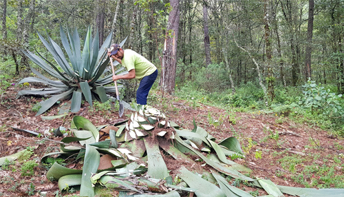 El vinatero Oliverio Pérez cortando un maguey alto (Agave inaequidens), de poblaciones silvestres en un bosque templado, Municipio de Morelia, Michoacán.  Ignacio Torres-García