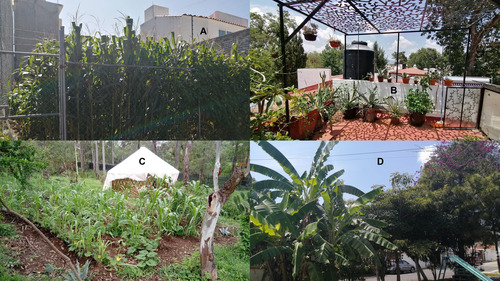 Agrosilviculturas urbanas y periurbanas en la Ciudad de Morelia, Michoacán. A. Milpa; B. Azotea Agroforestal; C. Huerto agroforestal universitario de la ENES Morelia, UNAM; D. Parque con frutales. Ana Isabel Moreno-Calles