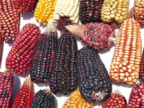 Diversidad de maíces. Tlaxcala.  Enrique Pérez S.