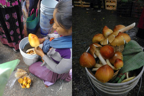 Venta de yuyos (Amanita hayalyuy) en un mercado de San Cristóbal de Las Casas, Chiapas. Marisa Ordaz Velázquez