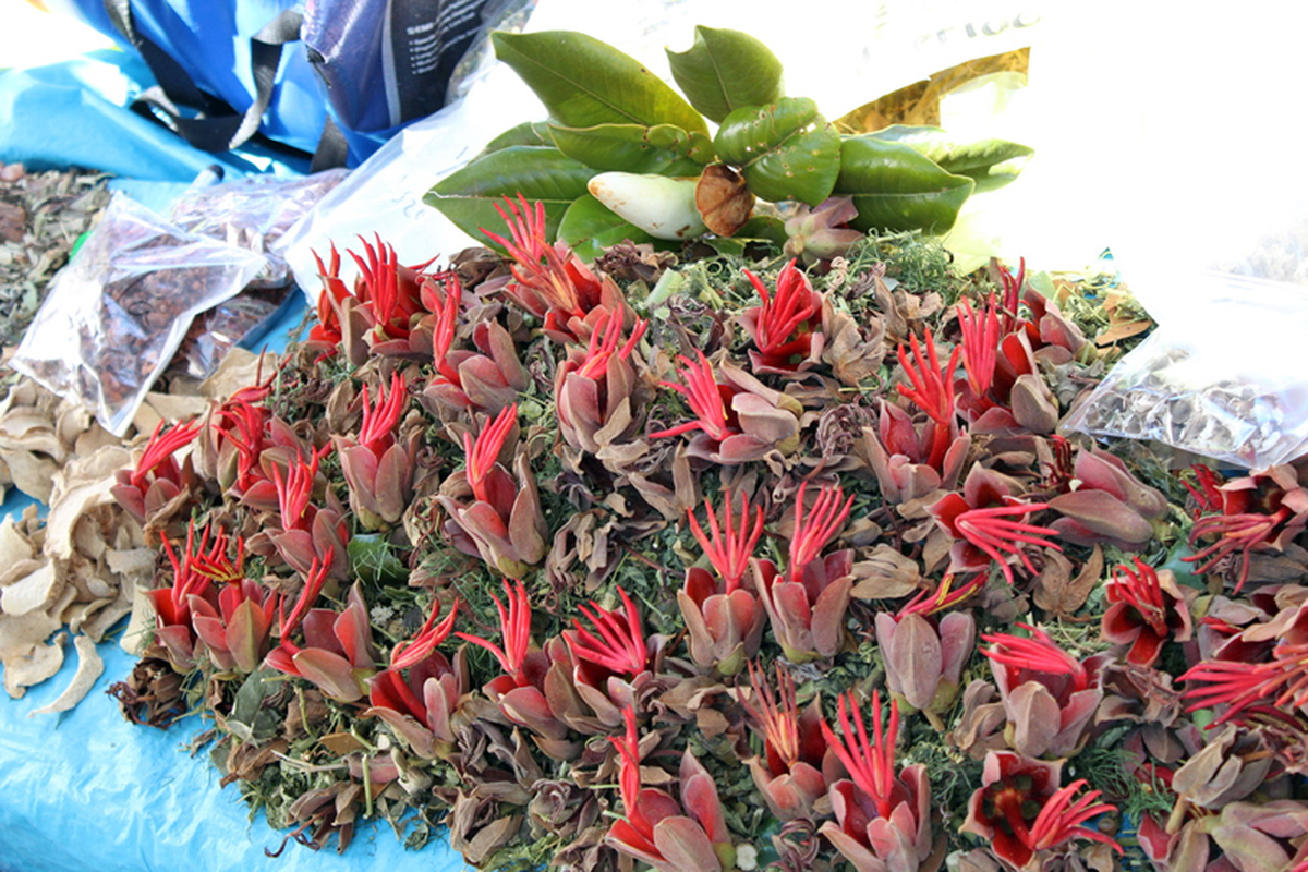 Los mercados y su relación con las plantas medicinales: ¿amigos o enemigos de la biodiversidad? - Los mercados y su relación con las plantas medicinales: ¿amigos o enemigos de la biodiversidad? -