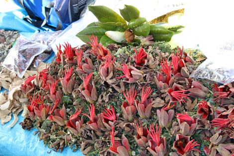 Flor de manita (Chiranthodendron pentadactylon) en el Tianguis de Tepalcingo, Morelos.  José Blancas