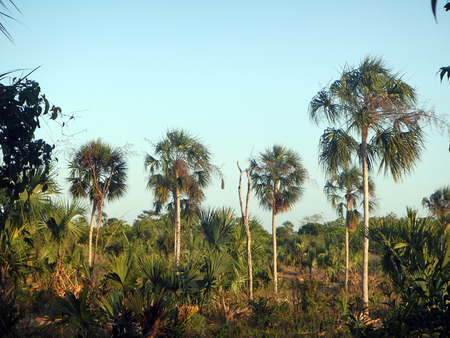 Palmar en el área agrícola de un ejido de la Zona Maya de Quintana Roo. La palma de huano (Sabal yapa) es ampliamente usada en los techos de las viviendas mayas tradicionales de la Península de Yucatán.  José Antonio Sierra Huelsz