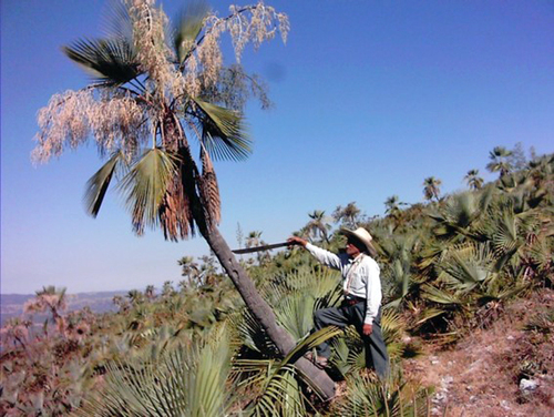 Don Dionisio curandero y campesino, junto a una palma de monte cerca de Zoyaltitlanapa, Guerrero.  L. H. Valderrama Landeros