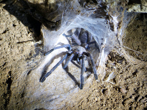 Una tarántula en su nido dentro de la cuenva.  nyalatours.com