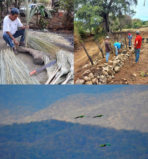 Uso de la palma real (Sabal pumos) para la elaboración de escobas, especie endémica manejada en sistemas agrosilvopastoriles (Erandi Guzmán Gómez) , y acciones de restauración productiva en El Chocolate y vista del vuelo de las guacamayas (Ara militaris) en San Francisco de Los Ranchos. Repositorio de Guacamayas Calentanas A.C.