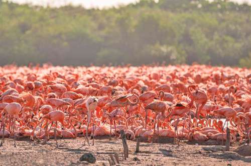 En el municipio de Sinanché, Yucatán, anidan miles de flamencos americanos en la reserva estatal Ciénagas y Manglares, la cual posee una rica diversidad de ambientes, lo que permite albergar y proveer alimento a miles de animales de distintas especies.