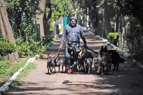 El paseo de perros se ha convertido en una actividad redituable para algunas personas. Sin embargo, vecinos se quejan de que invaden y destruyen las áreas verdes.