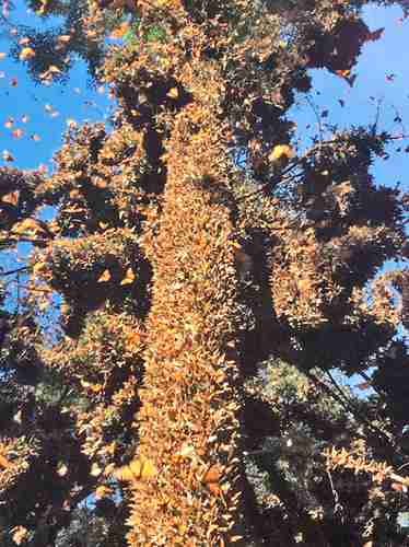 Aspecto del santuario de la mariposa monarca en El Campanario, localidad de Ocampo, Michoacán. Antes de los años 90, millones de lepidópteros llegaban a hibernar a los bosques de oyamel de varios municipios michoacanos, pero su hábitat ha sido destruido por talamontes.