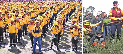 Ayer se sembraron 50 mil árboles para reforestar esa zona boscosa.