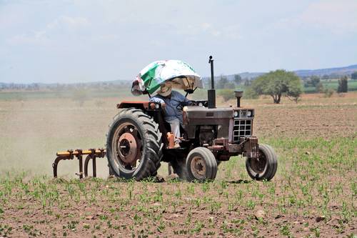 Un campesino realiza labores de rastreo en su incipiente milpa de maíz, en el ejido Benito Juárez, municipio de Zacatecas, con la esperanza de que pronto llueva para que no se pierda la cosecha de este año.