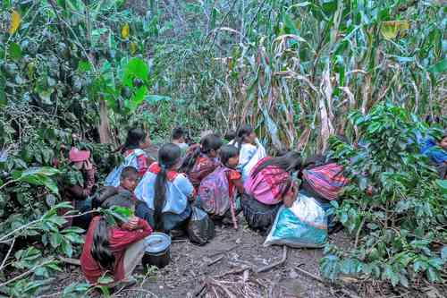 They accuse non-compliance with measures to protect displaced Tsotziles Photo