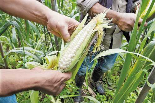 Prevén caída en la producción de maíz blanco