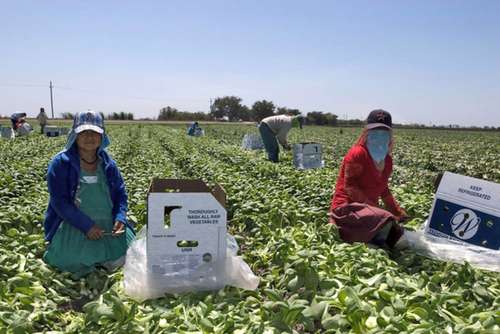 
<br>Agroindustriales de BC retienen documentos y sueldo a jornaleros