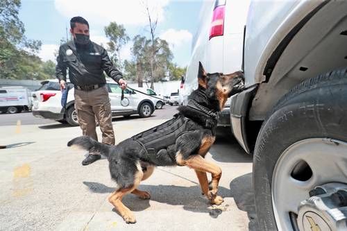 Entrenamiento de un cachorro en la identificación de drogas, explosivos, papel moneda y cuerpos, en instalaciones de la fiscalía general.