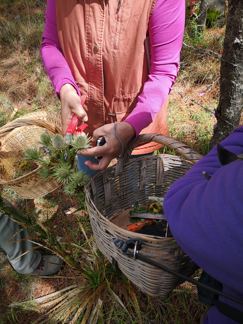 Explicación e identificación de plantas medicinales que se encuentran en el bosque de Santo Tomas Ajusco.  Iván Isazky Lara Sánchez